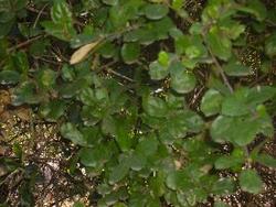 IMGP0443