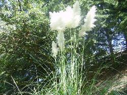 IMGP0455