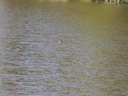 IMGP0456