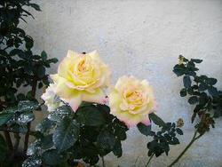 IMGP0790