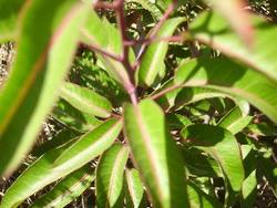 IMGP0567