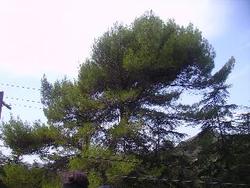 IMGP0343
