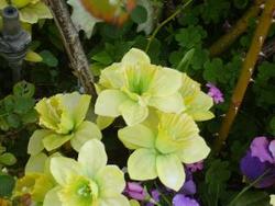 IMGP0851