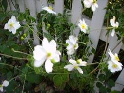 IMGP0290
