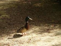 IMGP0356