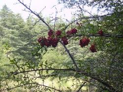 IMGP0716