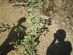 IMGP0881