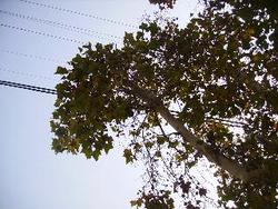 IMGP0998