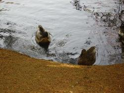IMGP0088