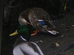 IMGP0860