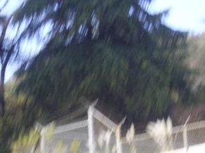Pedro_010